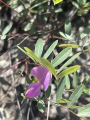 Tephrosia glomeruliflora meisneri