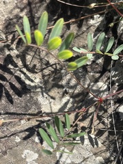 Tephrosia glomeruliflora meisneri
