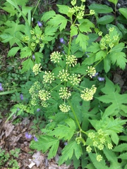 Thaspium chapmanii