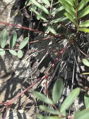 Tephrosia glomeruliflora meisneri