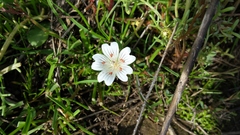 Limnanthes