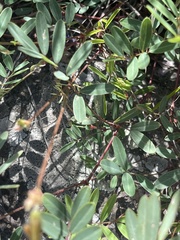 Tephrosia glomeruliflora meisneri