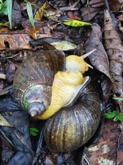 Plekocheilus gibbonius