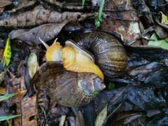 Plekocheilus gibbonius