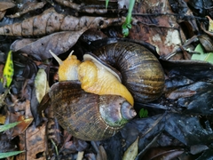 Plekocheilus gibbonius