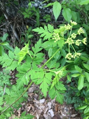 Thaspium chapmanii