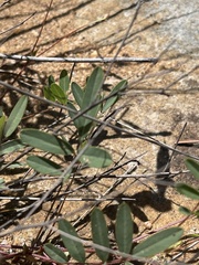 Tephrosia glomeruliflora meisneri