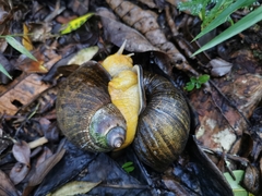 Plekocheilus gibbonius