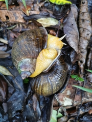 Plekocheilus gibbonius