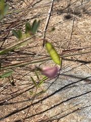 Tephrosia glomeruliflora meisneri