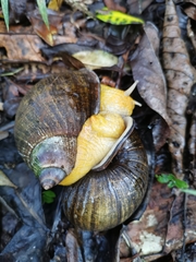 Plekocheilus gibbonius