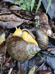 Plekocheilus gibbonius