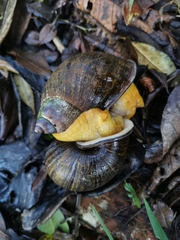 Plekocheilus gibbonius