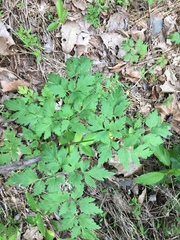 Thaspium chapmanii
