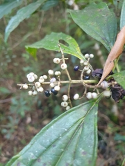 Miconia prasina