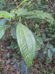 Miconia prasina