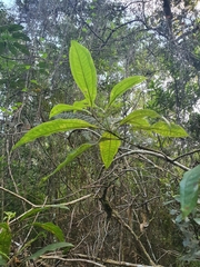 Miconia prasina