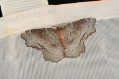 Xenozancla versicolor