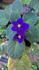 Streptocarpus ionanthus