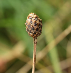 Centaurea decipiens