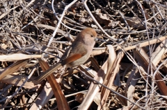 Sinosuthora webbiana