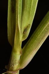 Takecallis taiwanus