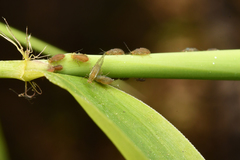 Takecallis taiwanus