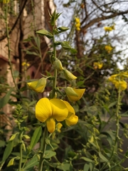 Crotalaria retusa