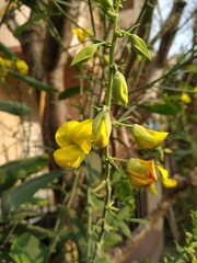 Crotalaria retusa