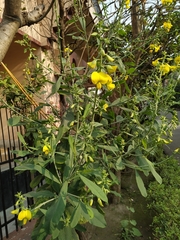 Crotalaria retusa