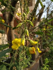 Crotalaria retusa