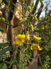 Crotalaria retusa