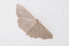 Idaea obsoletaria