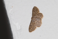 Idaea blaesii