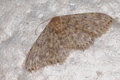 Idaea blaesii