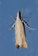 Xanthocrambus delicatellus