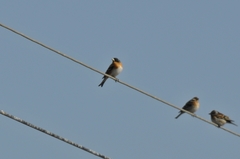 Fringilla montifringilla