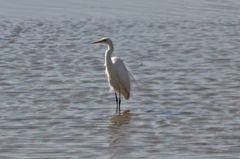 Ardea alba