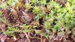 Syntrichia montana
