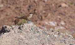 Cinclodes atacamensis