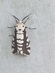 Afrowatsonius marginalis