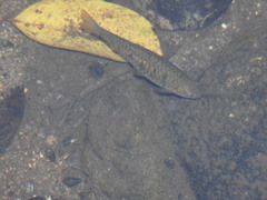 Barbodes semifasciolatus