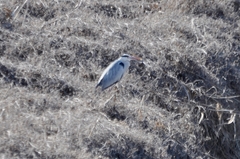 Ardea cinerea