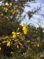 Ulex micranthus