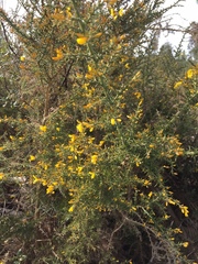Ulex micranthus