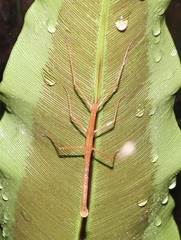 Candovia granulosa