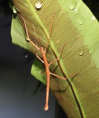 Candovia granulosa