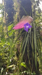 Wallisia pretiosa