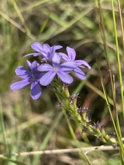 Buchnera longespicata