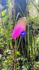 Wallisia pretiosa